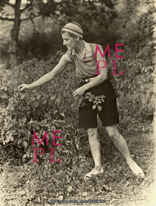 : 1930s lady picking brambles : 1930s lady picking brambles