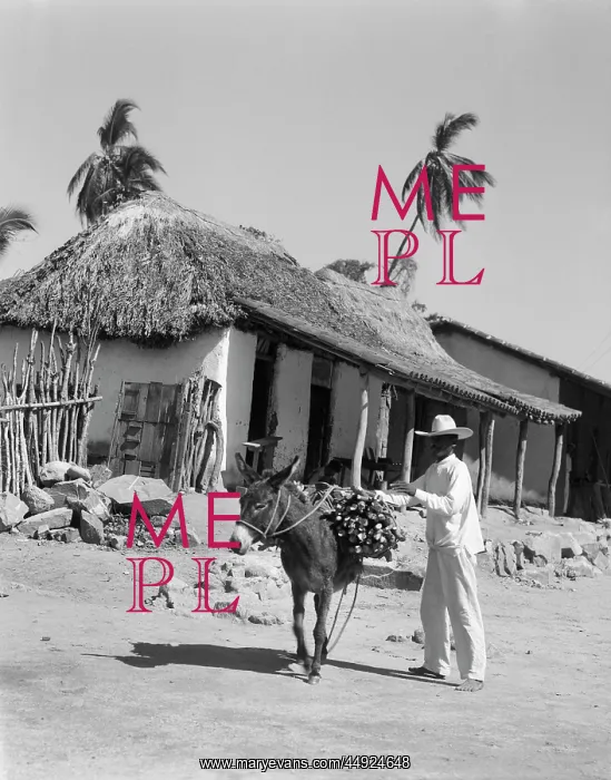 : 1930s - Man Loading Wood Onto Back of Burro Donkey in Mexico : 1930s - Man Loading Wood Onto Back of Burro Donkey in Mexico