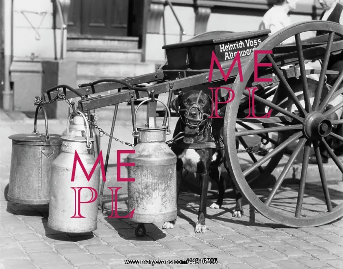 : 1930s MUZZLED DOG USED TO PULL MILK CART SITTING : 1930s MUZZLED DOG USED TO PULL MILK CART SITTING