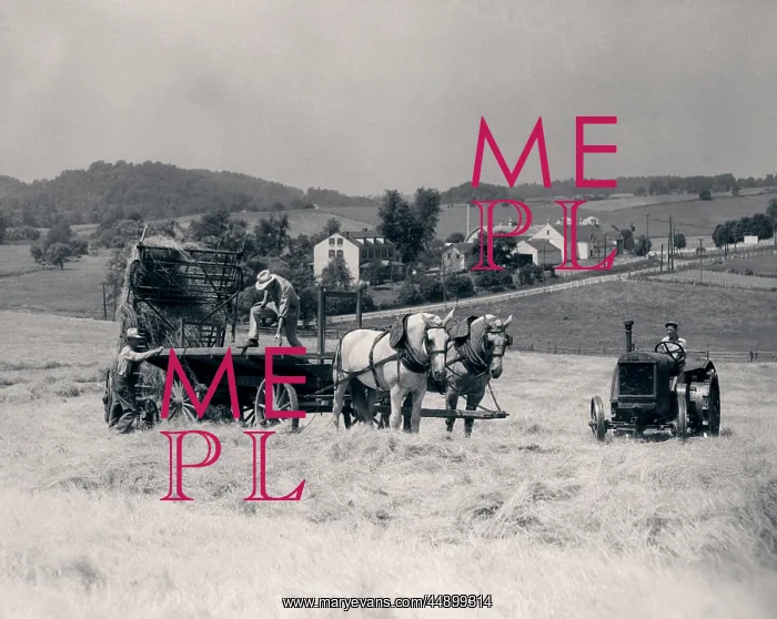 : 1930s Pair Of Men Dumping Hay : 1930s Pair Of Men Dumping Hay