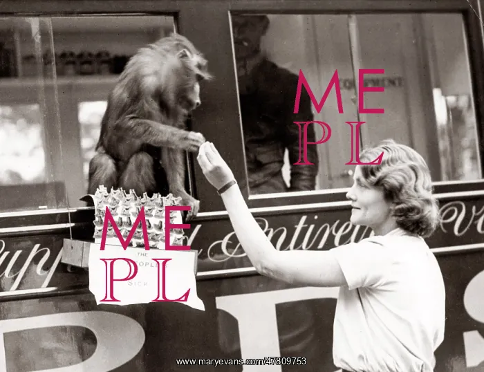 : 1930's press print - pet monkey handing out badges : 1930's press print - pet monkey handing out badges