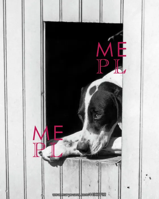 : 1930s Sad Hunting Dog Pointer looking out of his Doghouse : 1930s Sad Hunting Dog Pointer looking out of his Doghouse