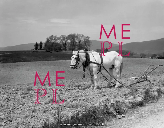  : 1930s White Horse In Field Harnessed