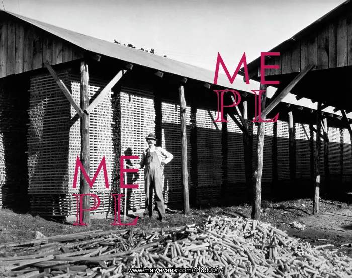  : 1930s Worker Piles Hickory Sticks