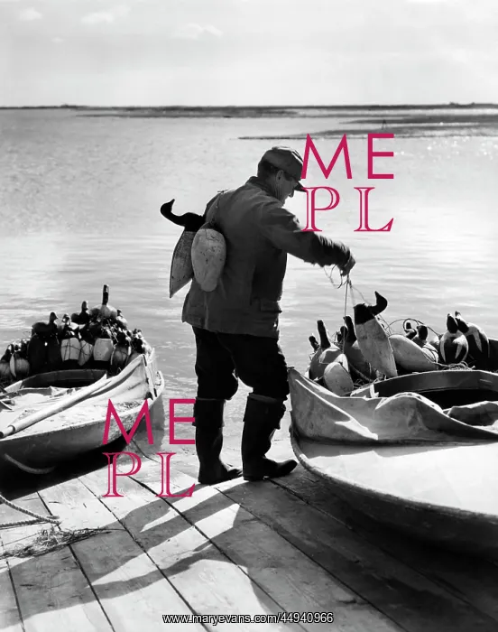  : 1940s Hunter Putting Duck Decoys
