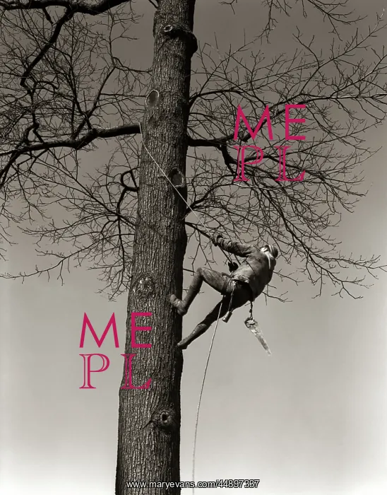 : 1940s MAN WORKER TREE SURGEON CLIMBING ELM TREE : 1940s MAN WORKER TREE SURGEON CLIMBING ELM TREE
