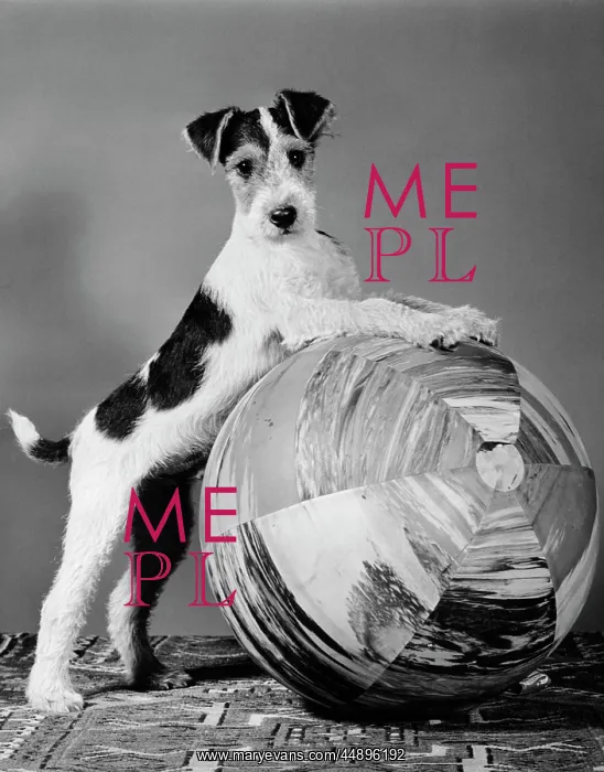  : 1940s TERRIER IN PLAYFUL POSE FRONT PAWS UP ON