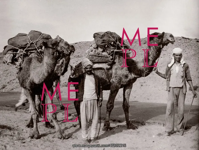 : 1943 - camels in Syria : 1943 - camels in Syria