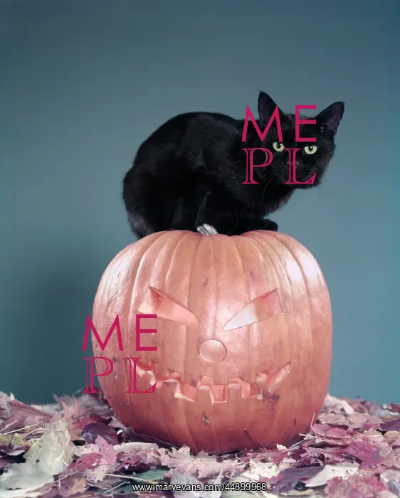 : 1950s Black Cat Sitting On Top : 1950s Black Cat Sitting On Top
