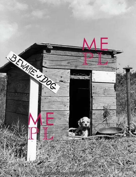  : 1950s COCKER SPANIEL PUPPY IN DOGHOUSE WITH BEWARE