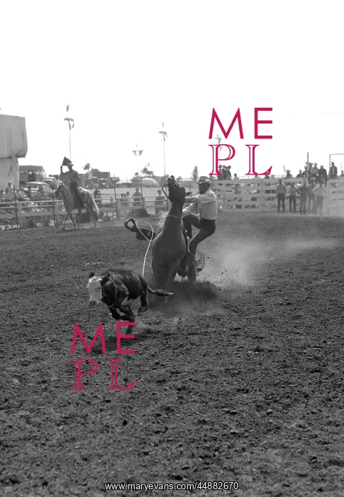  : 1950s Cowboy Calf Roping Just