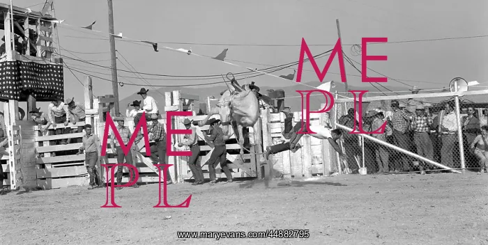 : 1950s Cowboy Falling Off White : 1950s Cowboy Falling Off White