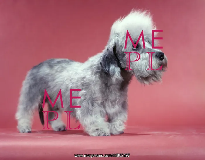  : 1950s Dandie Dinmont Terrier 2