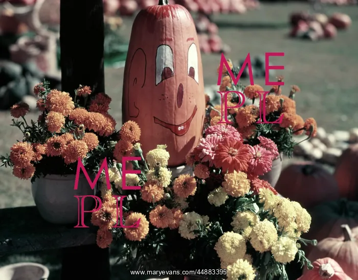 : 1950s Pumpkin With Painted Happy : 1950s Pumpkin With Painted Happy