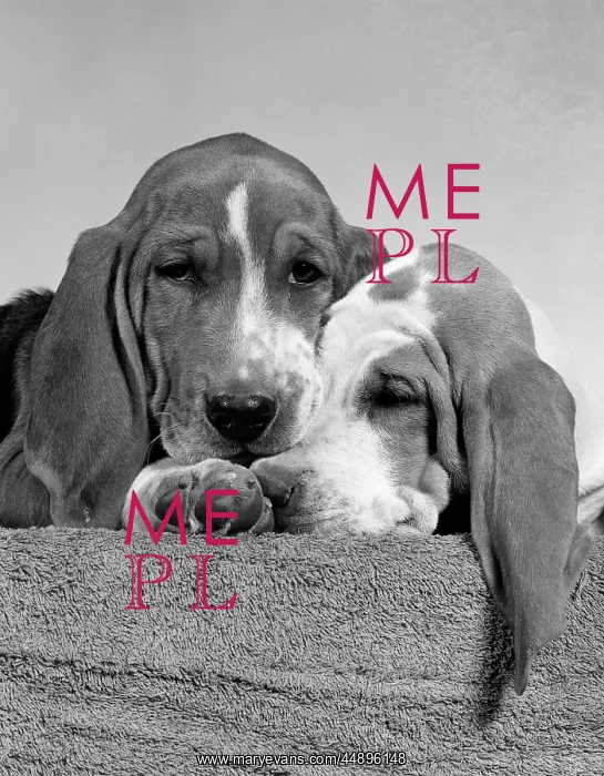 : 1950s TWO SAD LOOKING TWELVE WEEK OLD BASSET : 1950s TWO SAD LOOKING TWELVE WEEK OLD BASSET