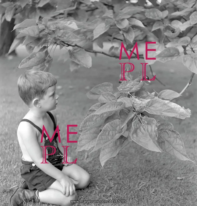  : 1950s Small Boy Kneeling In Grass