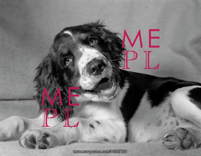  : 1950s Springer Spaniel Lying Down