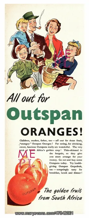 : 1951 UK advert Outspan oranges : 1951 UK advert Outspan oranges