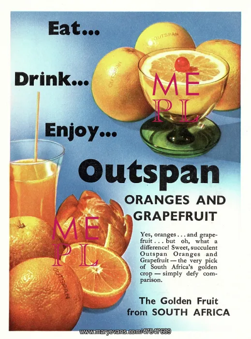 : 1951 UK advert Outspan oranges : 1951 UK advert Outspan oranges
