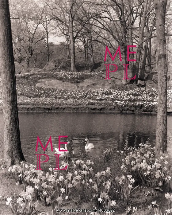  : 1960s 1970s Spring Landscape Pond