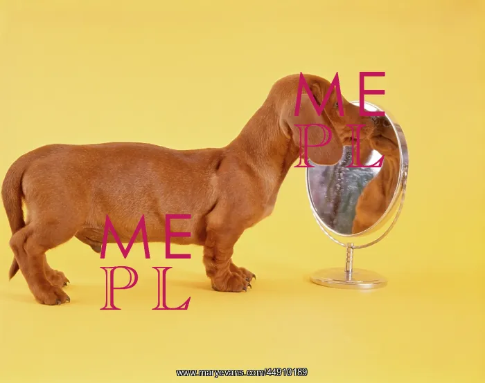 : 1960s dachshund puppy looking into : 1960s dachshund puppy looking into