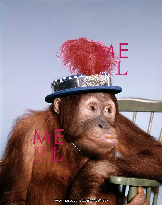  : 1960s Funny Orangutan Sitting