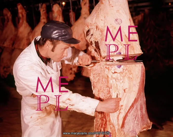 : 1960s Man Butcher Slicing Cutting Side of Beef Inside a M : 1960s Man Butcher Slicing Cutting Side of Beef Inside a M