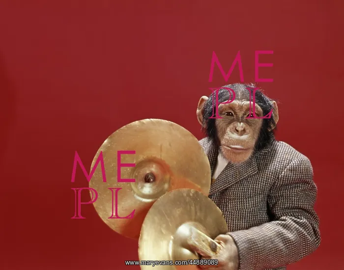 : 1960S Monkey Chimpanzee Playing Cymbals : 1960S Monkey Chimpanzee Playing Cymbals