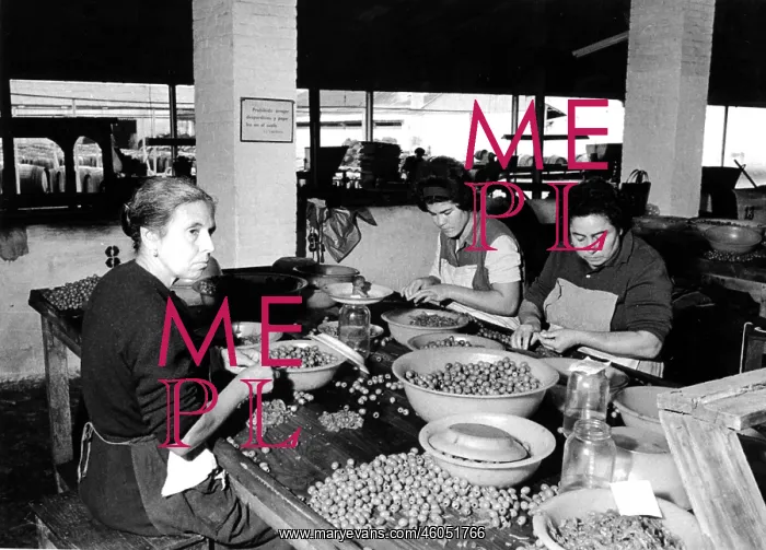 : 1960s olive factory : 1960s olive factory