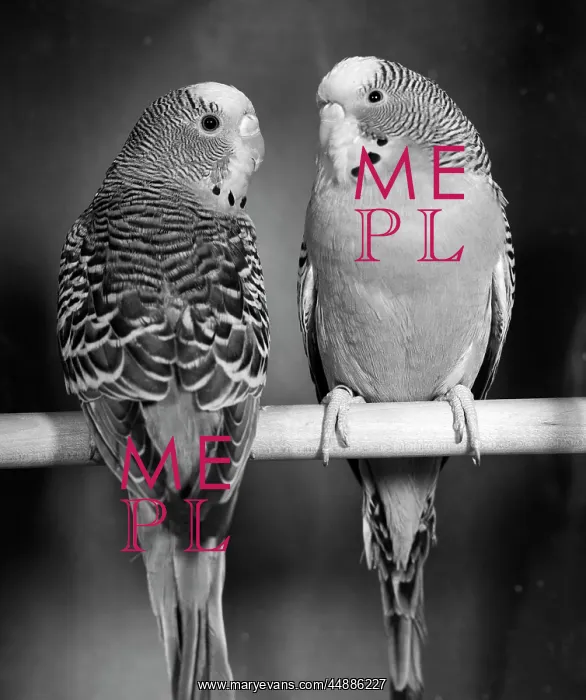 : 1960s Pair Of Parakeets Perched : 1960s Pair Of Parakeets Perched