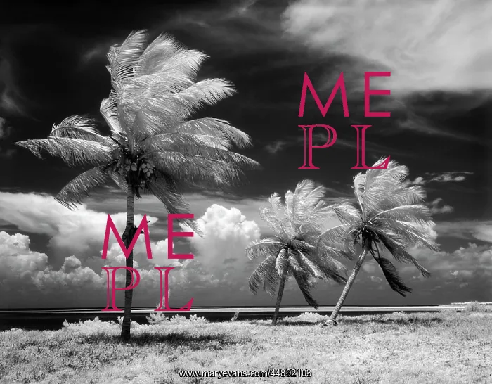  : 1960s Tropical Scenic Palm Trees