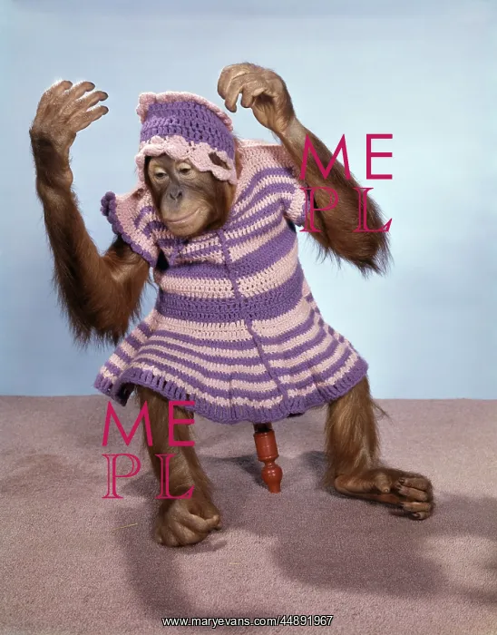  : 1960s Young Orangutan In Knit