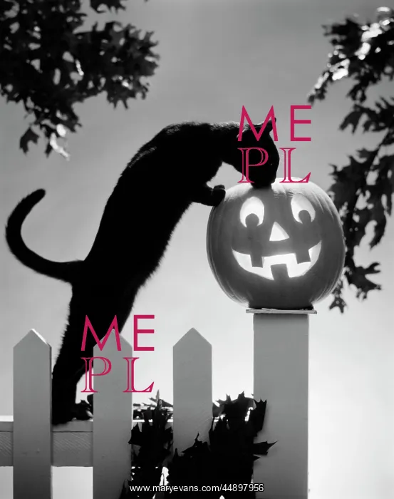  : 1970s Cat Jack-O'-Lantern Fence