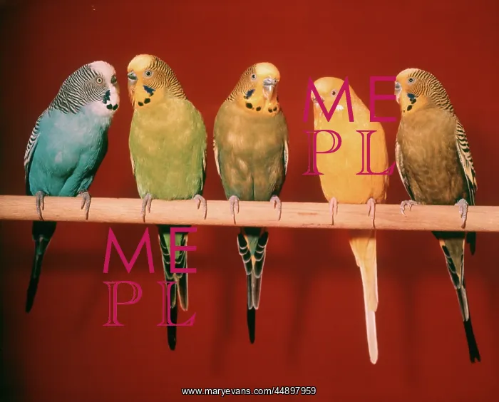 : 1970s GROUP OF FIVE PET PARAKEETS PERCHED AGAINST : 1970s GROUP OF FIVE PET PARAKEETS PERCHED AGAINST