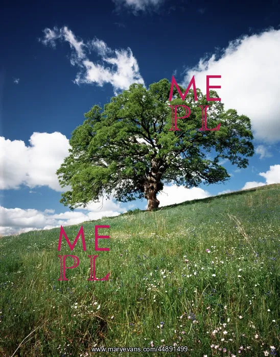 : 1970s LARGE GREEN LONE OAK TREE IN MEADOW BLUE : 1970s LARGE GREEN LONE OAK TREE IN MEADOW BLUE