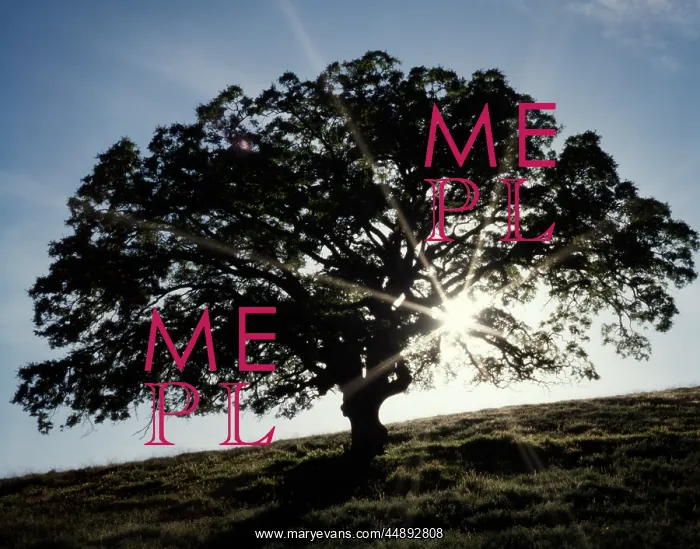: 1970s LONE OAK TREE SILHOUETTED BY SUN RAYS MONTEREY : 1970s LONE OAK TREE SILHOUETTED BY SUN RAYS MONTEREY