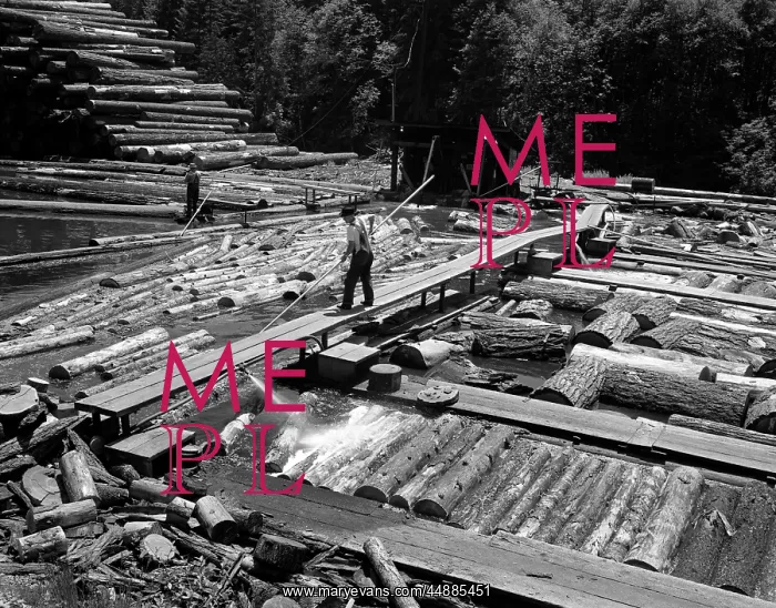  : 1970s Man Pushing Logs Into Line