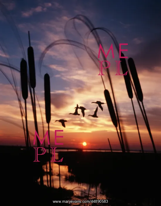  : 1980s DUCKS FLYING IN SUNSET CATTAILS IN FOREGROUND