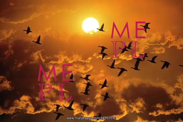 : 1980s FLYING DUCKS SUNSET SILHOUETTE : 1980s FLYING DUCKS SUNSET SILHOUETTE