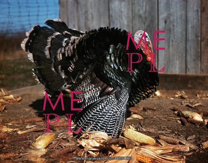 : 1980s PROFILE MALE TOM TURKEY FULL DISPLAY OF : 1980s PROFILE MALE TOM TURKEY FULL DISPLAY OF
