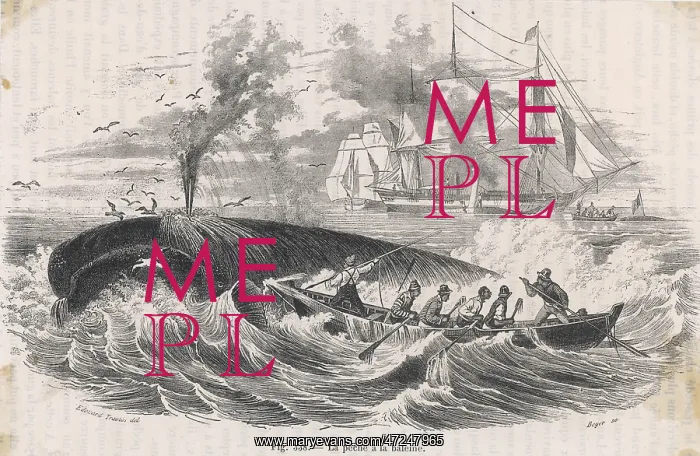  : 19TH CENTURY WHALING