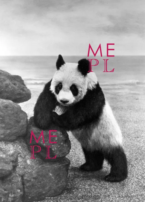 : 1ST PANDA IN ENGLAND : 1ST PANDA IN ENGLAND