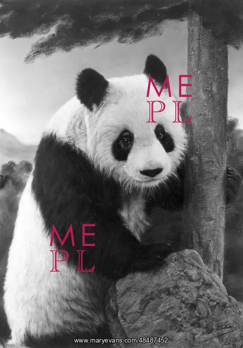 : 1ST PANDA IN ENGLAND : 1ST PANDA IN ENGLAND
