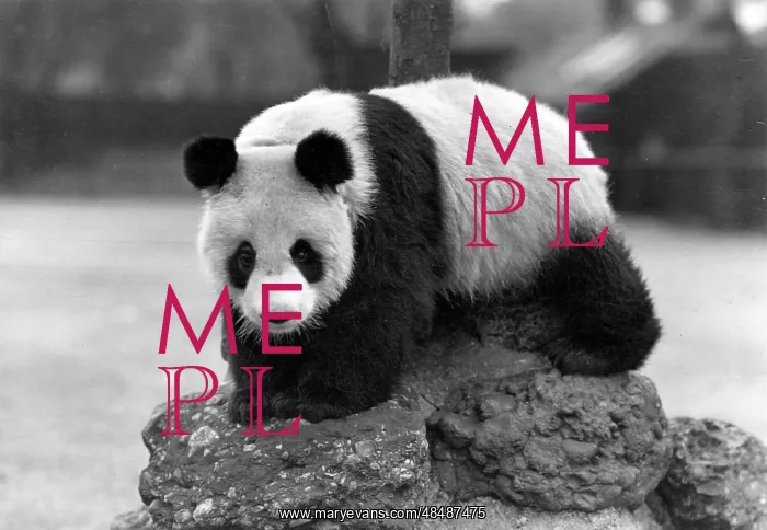 : 1ST PANDA IN ENGLAND : 1ST PANDA IN ENGLAND