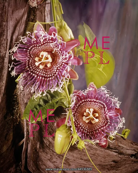 : 2 Blossoms of Passion Vine Fruit on Tree Trunk : 2 Blossoms of Passion Vine Fruit on Tree Trunk