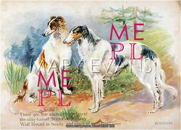 : 2 BORZOIS. There are few animals that excel the silky-haired Borzoi or : 2 BORZOIS. There are few animals that excel the silky-haired Borzoi or