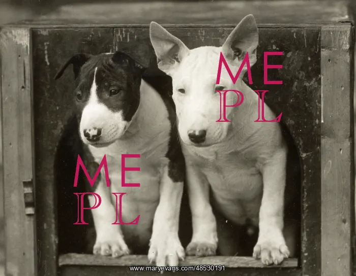 : 2 BULL TERRIER PUPS : 2 BULL TERRIER PUPS