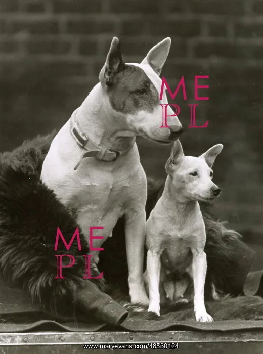 : 2 BULL TERRIERS 1932 : 2 BULL TERRIERS 1932