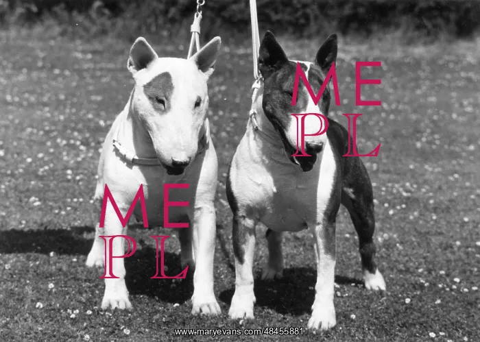 : 2 BULL TERRIERS / 1973 : 2 BULL TERRIERS / 1973