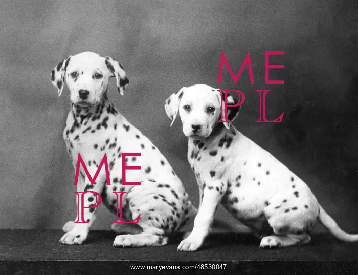 : 2 DALMATIAN PUPPIES / 1938 : 2 DALMATIAN PUPPIES / 1938